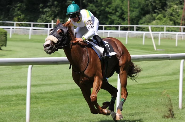 A Day in the Life of a Racehorse