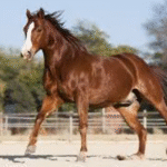 A Guide to Thoroughbred Characteristics