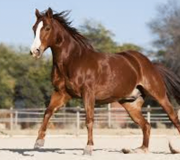 A Guide to Thoroughbred Characteristics