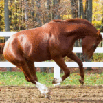 A Look at Race Day Parades