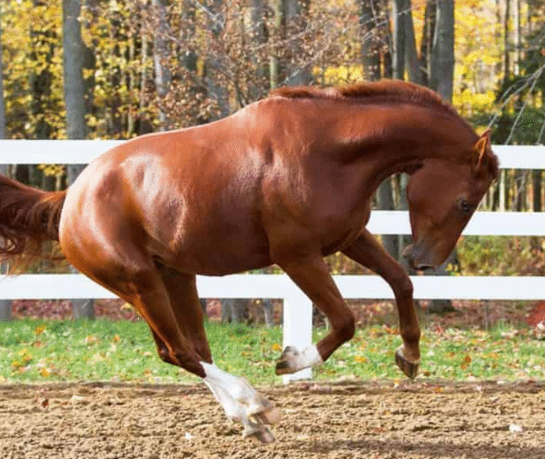 A Look at Race Day Parades
