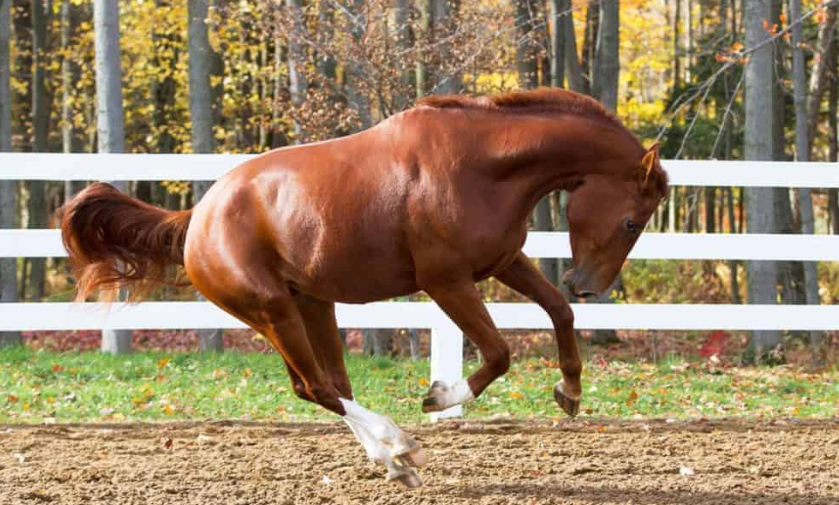 A Look at Race Day Parades